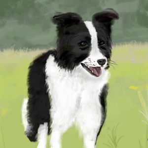 Bordercollie