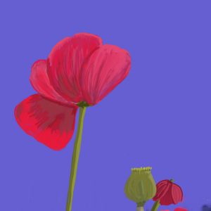 Papaver