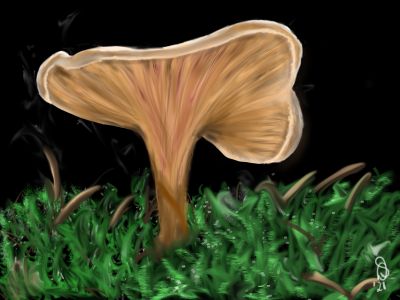 Als paddenstoelen uit de grond....