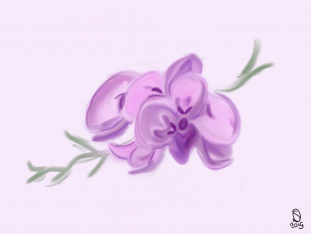 Orchidee